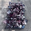 HEUCHERA 12 CM BLACK BEAUTY